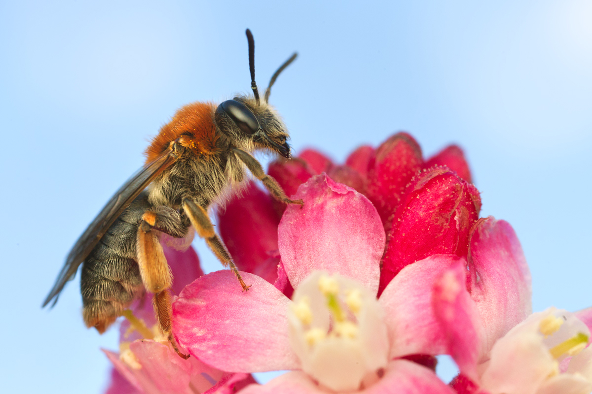 Mining Bee - Andrena haemorrhoa 1